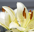 [Spotted Lily] - lily, spotted, macro